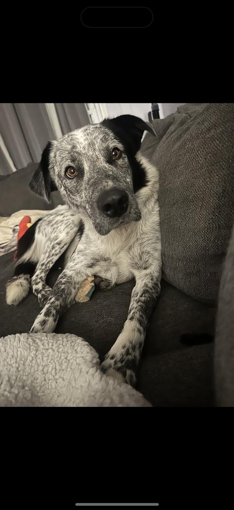 Enlarge Charlotte, a Adoptable mixed breed in Cheektowaga, NY image 1/1