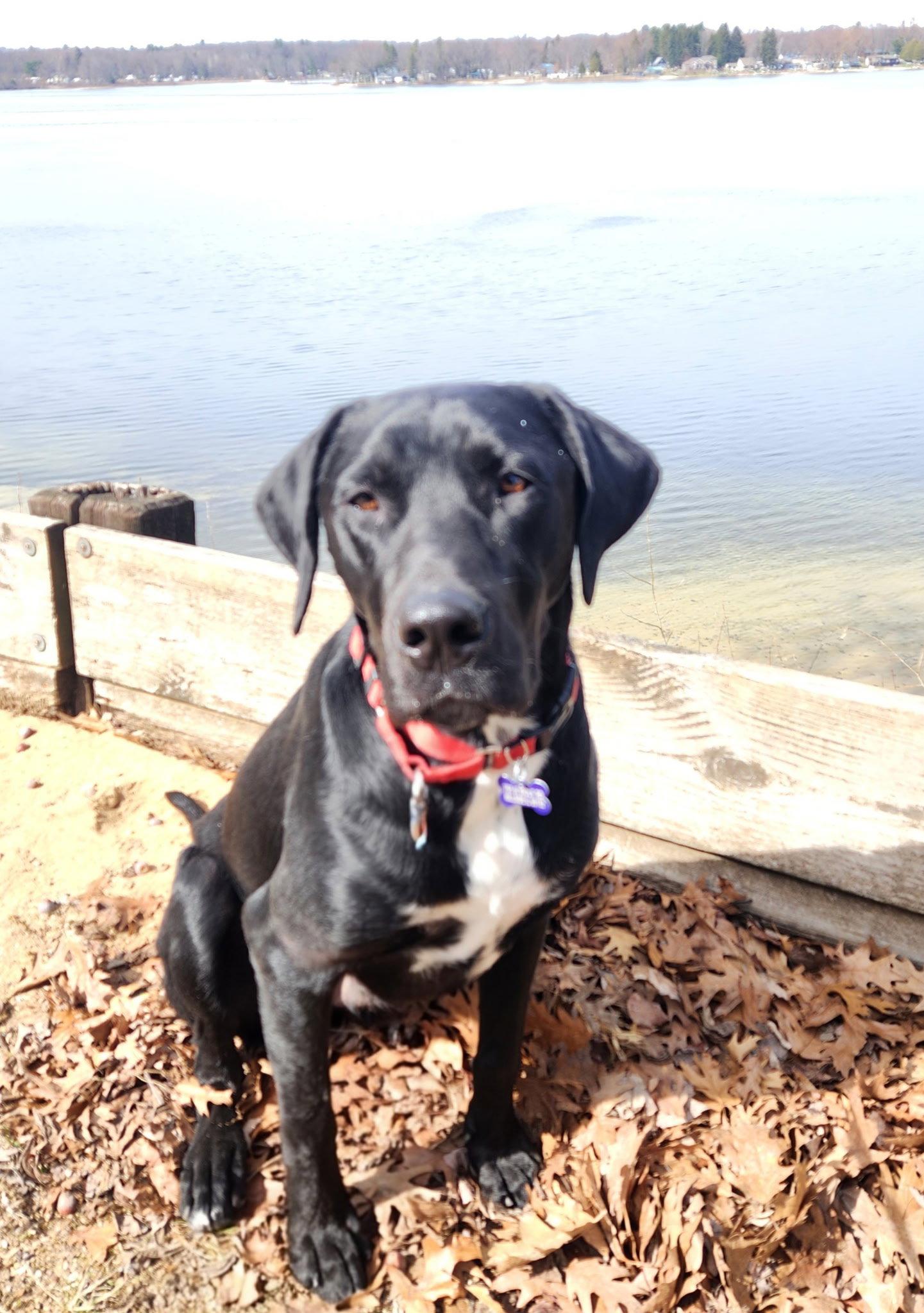 Enlarge Carl CA, a Adoptable mixed breed in Hillside, IL image 1/3