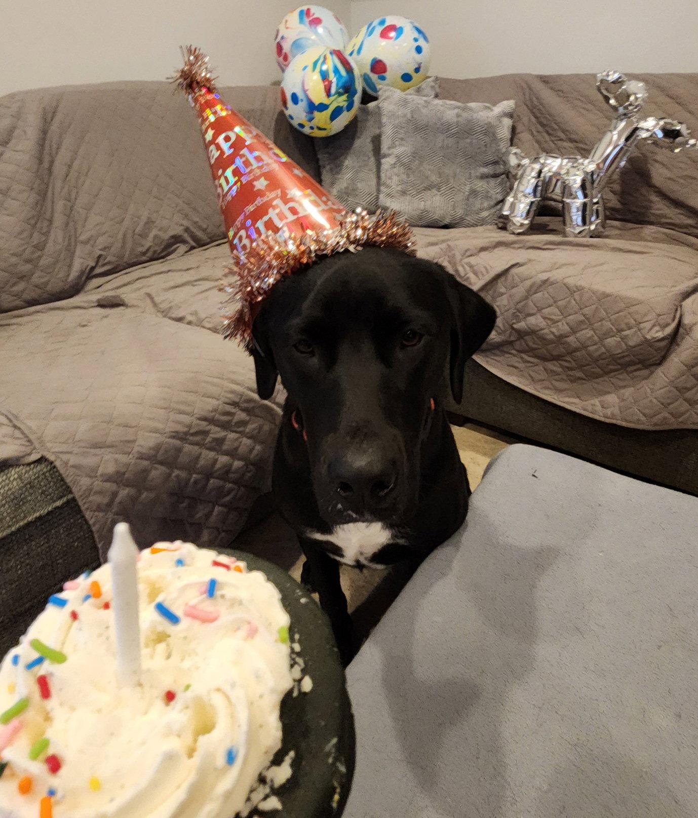 Enlarge Carl CA, a Adoptable mixed breed in Hillside, IL image 2/3