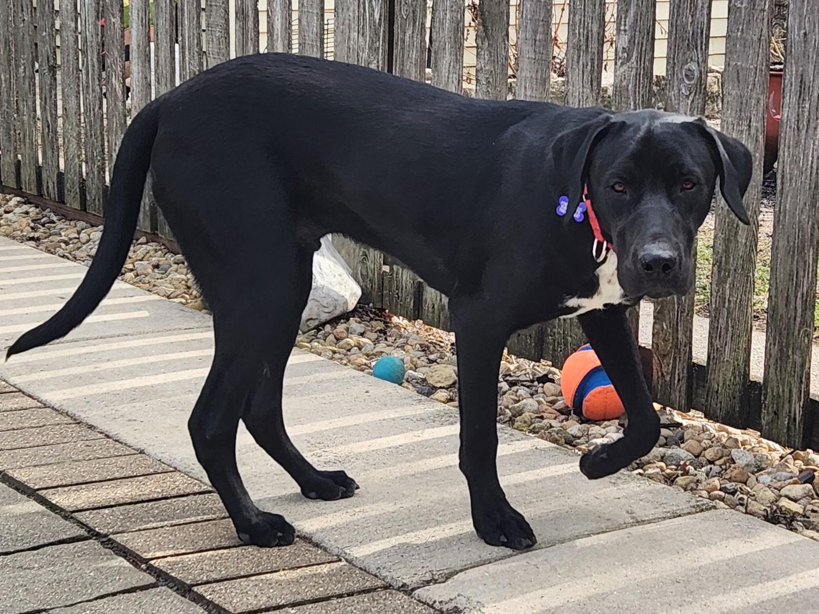 Carl CA, Adoptable, Adult Male Labrador Retriever & Mastiff.