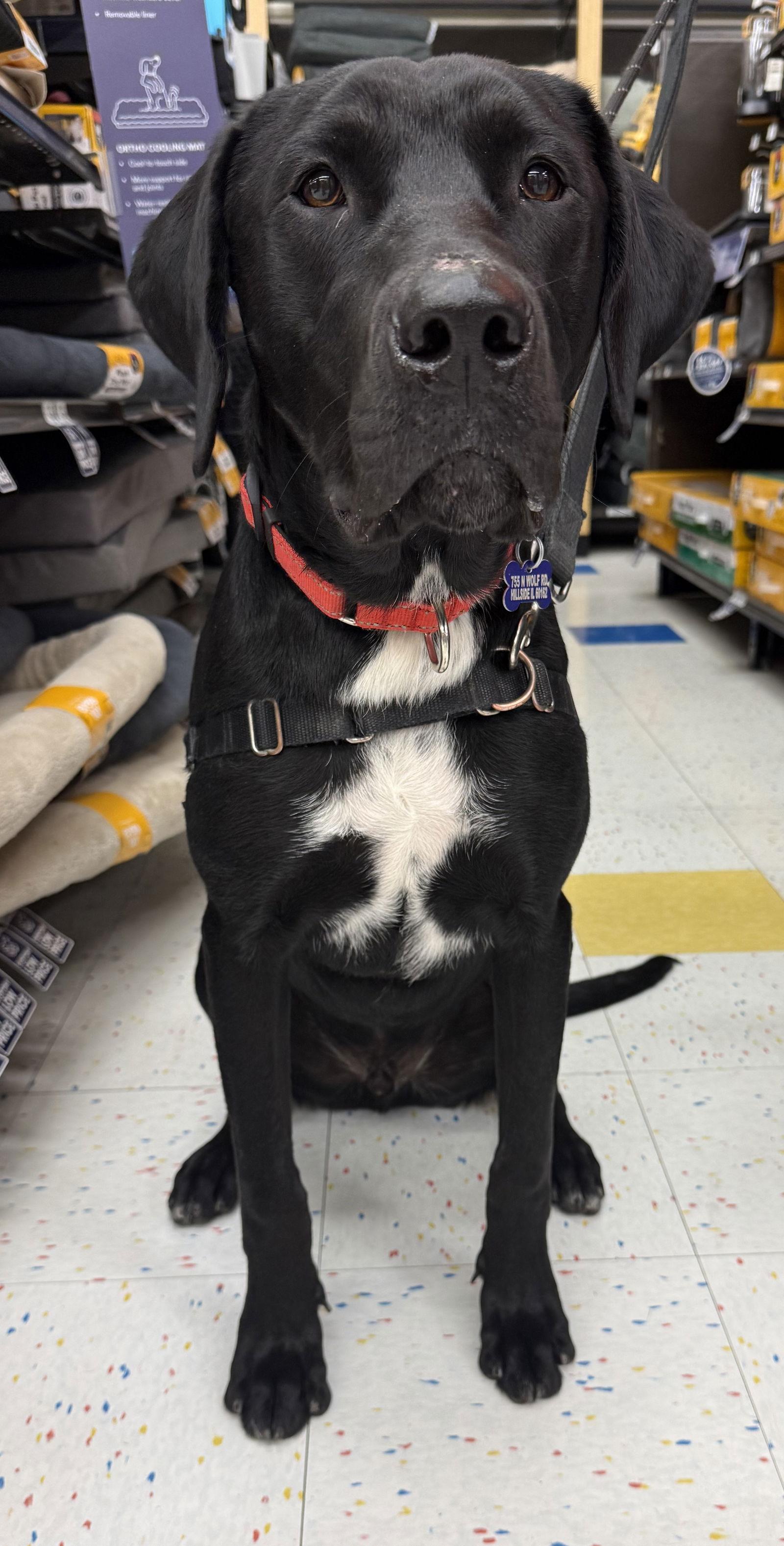 Enlarge Carl CA, a Adoptable mixed breed in Hillside, IL image 2/3