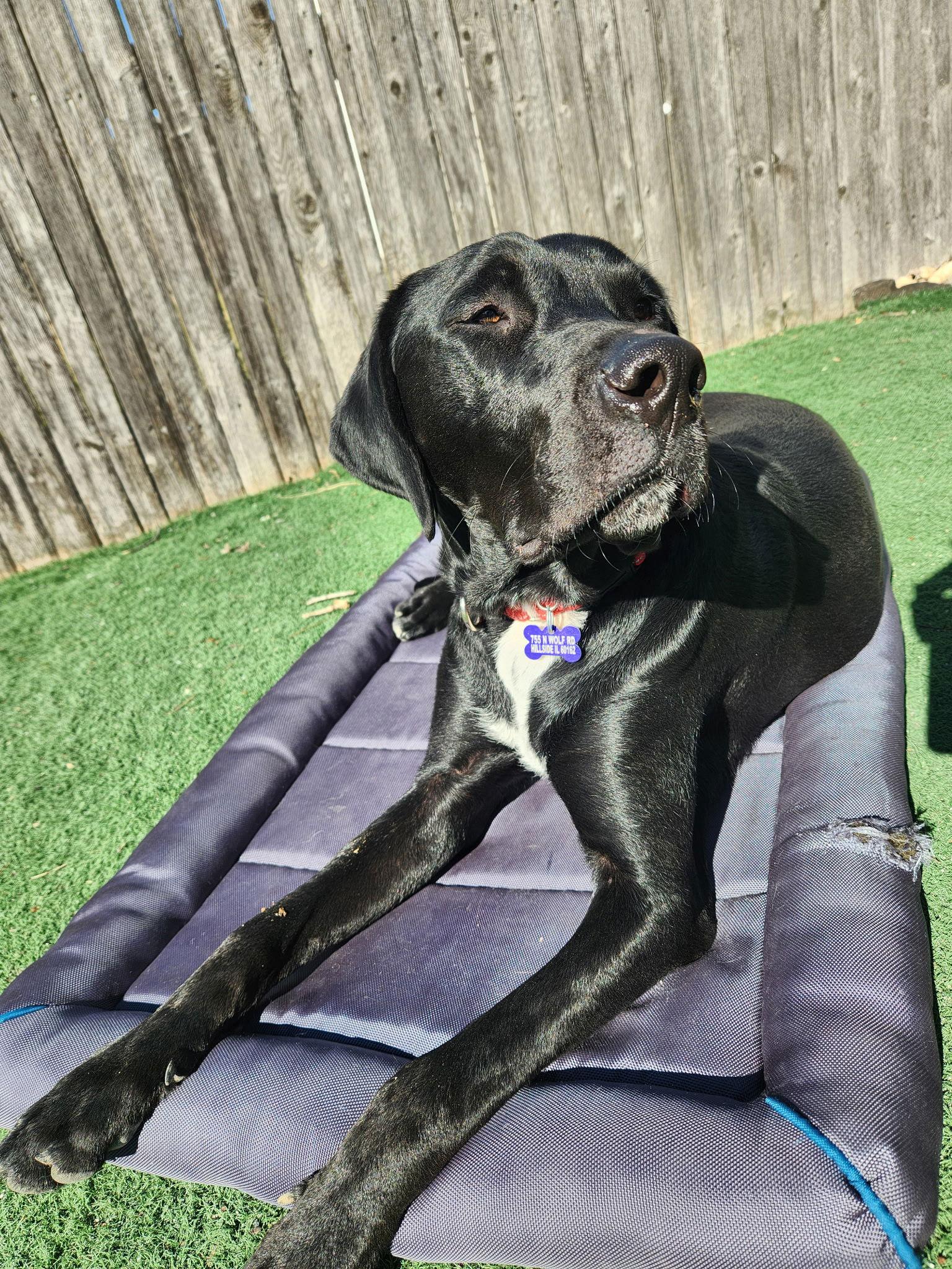 Enlarge Carl CA, a Adoptable mixed breed in Hillside, IL image 3/3