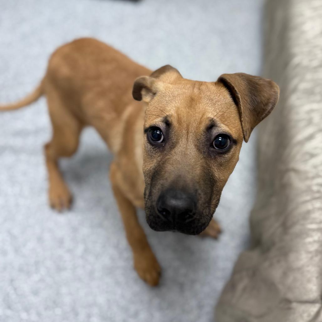Enlarge Solly, a Adoptable mixed breed in Monticello, IA image 3/6