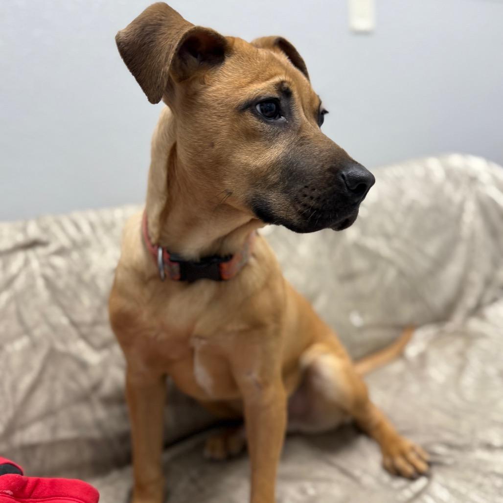 Enlarge Solly, a Adoptable mixed breed in Monticello, IA image 5/6