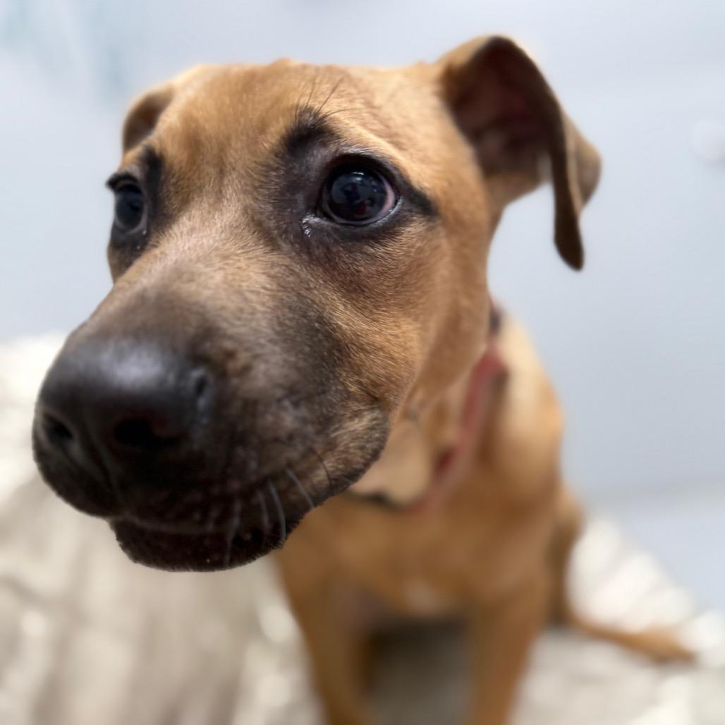 Enlarge Solly, a Adoptable mixed breed in Monticello, IA image 6/6