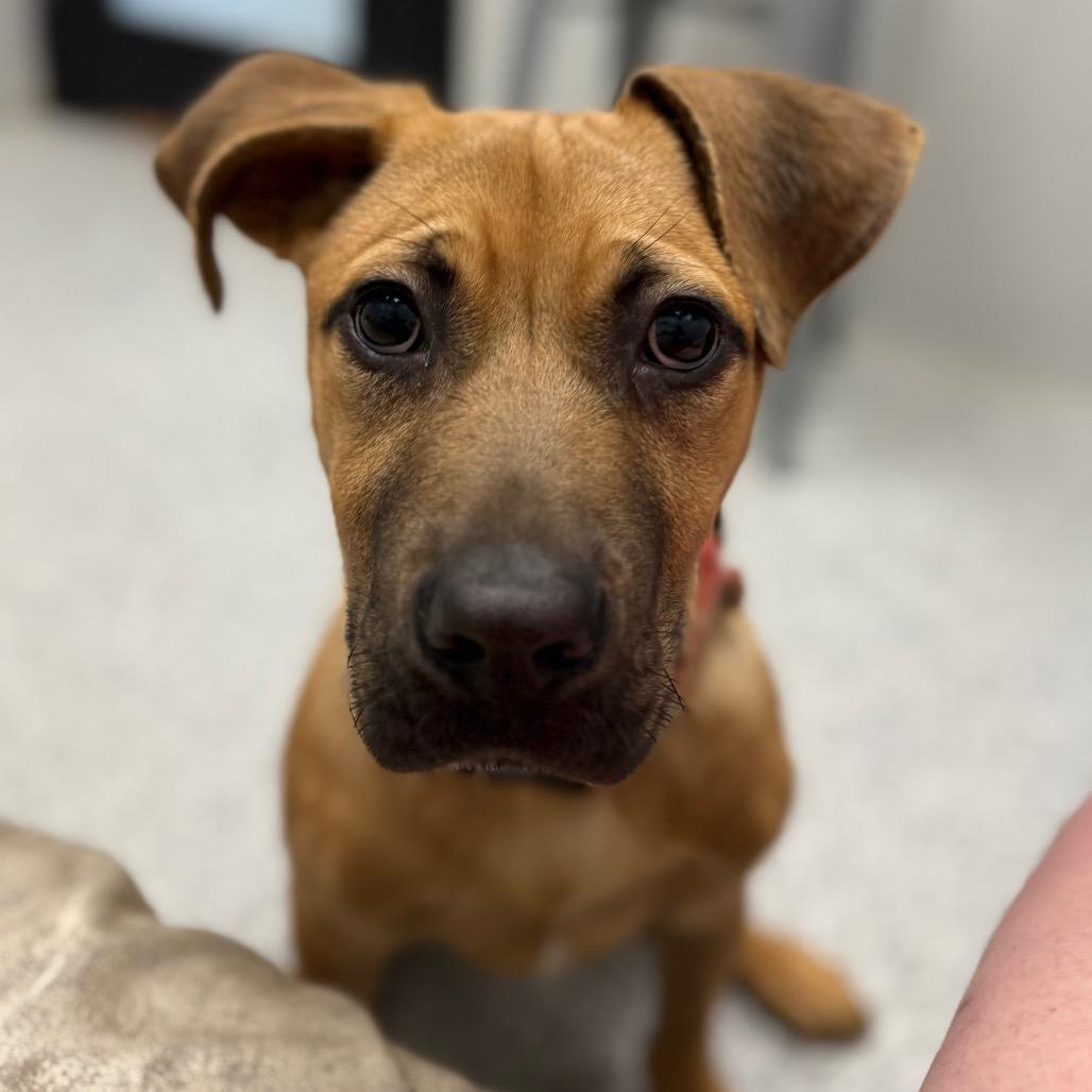 Enlarge Solly, a Adoptable mixed breed in Monticello, IA image 1/6