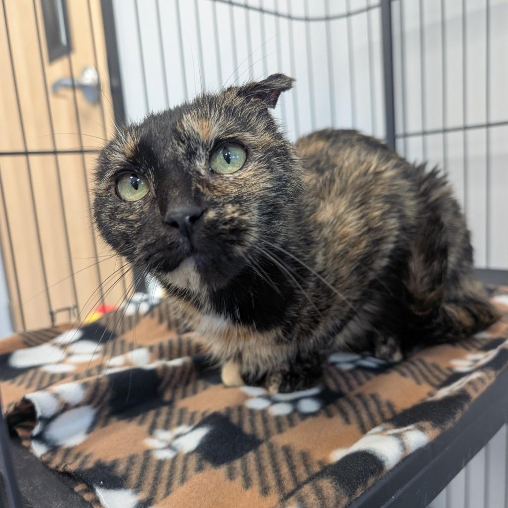 Dove (Greta), Adoptable, Adult Female Domestic Short Hair.