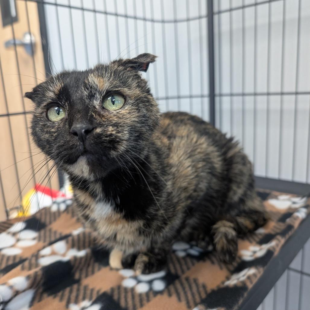 Enlarge Dove (Greta), a Adoptable Domestic Short Hair in Watertown, NY image 2/6