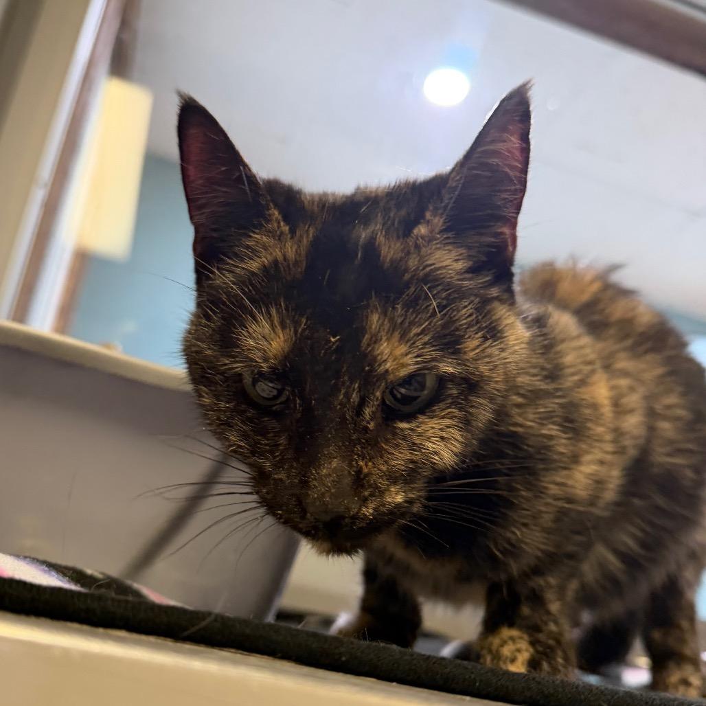 Enlarge Dove (Greta), a Adoptable Domestic Short Hair in Watertown, NY image 3/6