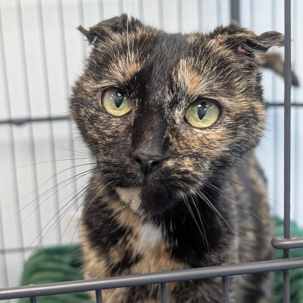 Enlarge Dove (Greta), a Adoptable Domestic Short Hair in Watertown, NY image 4/6