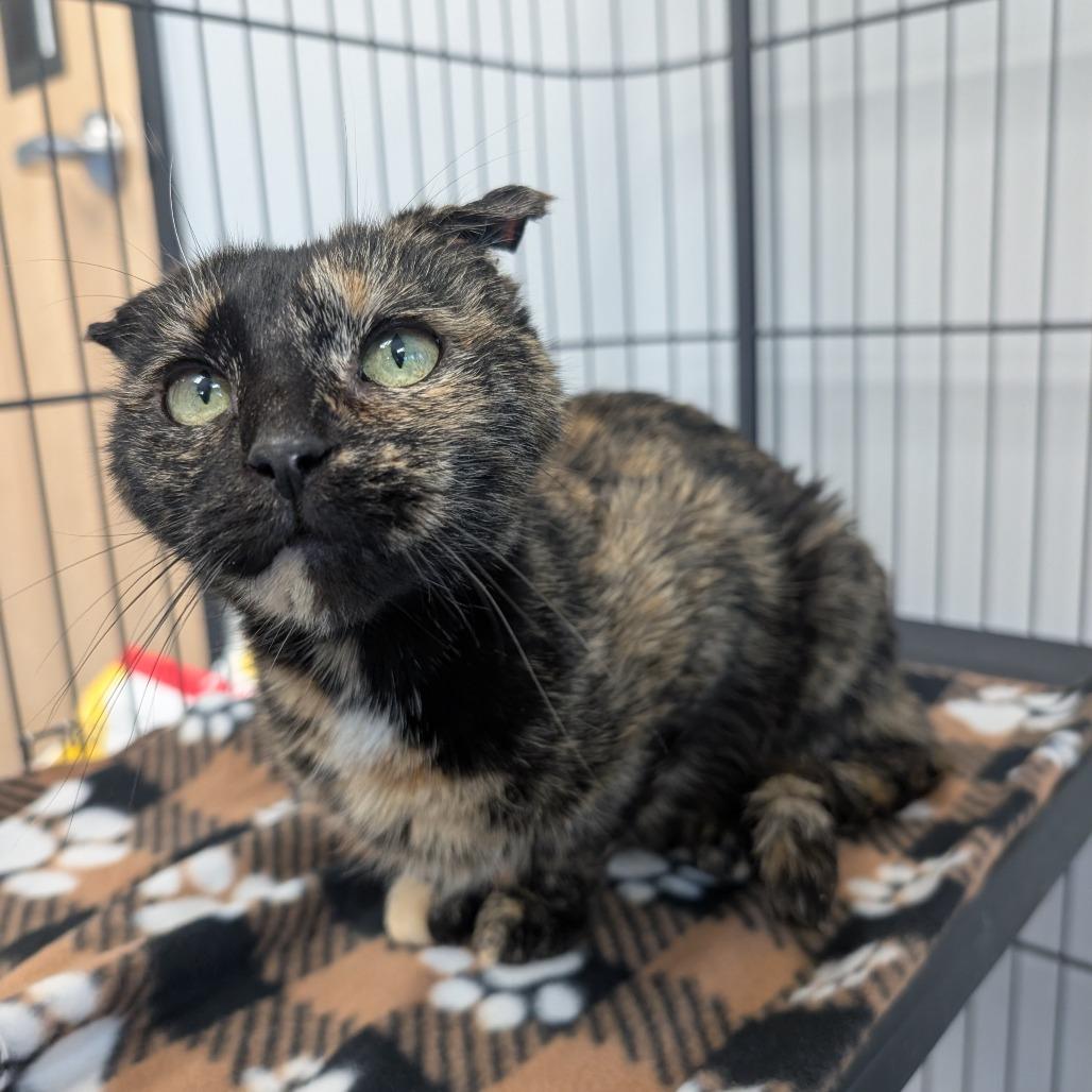 Enlarge Dove (Greta), a Adoptable Domestic Short Hair in Watertown, NY image 5/6