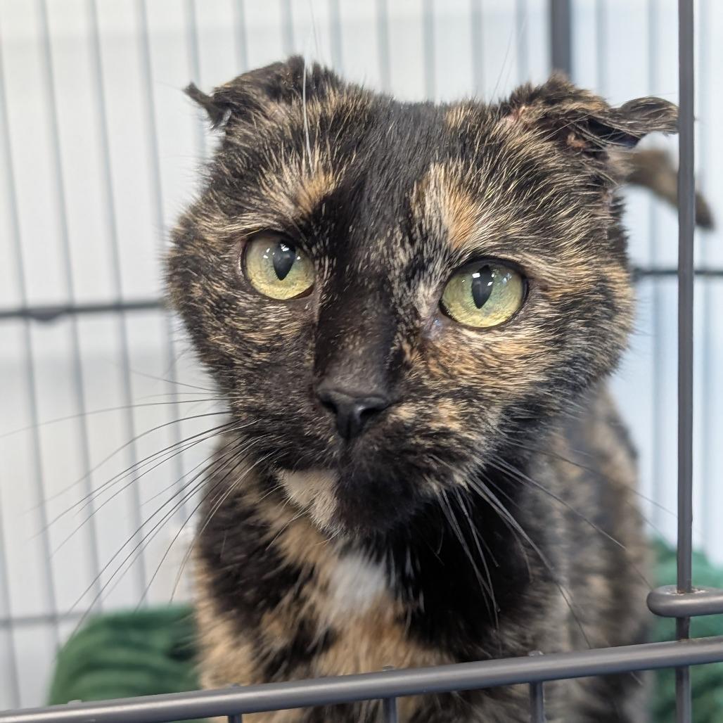 Enlarge Dove (Greta), a Adoptable Domestic Short Hair in Watertown, NY image 6/6