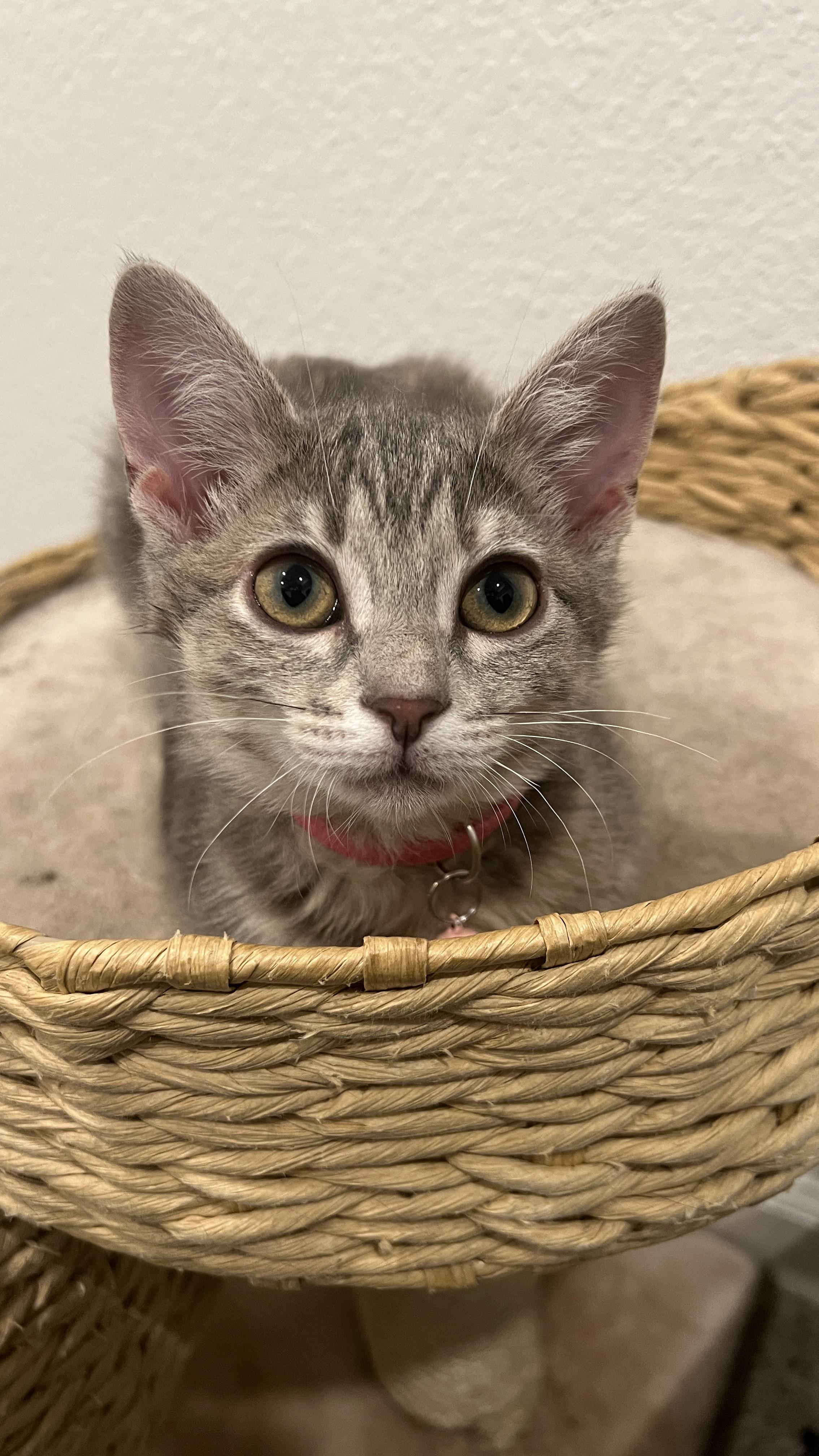 Lillian, adoptable, Kitten Female Domestic Short Hair.