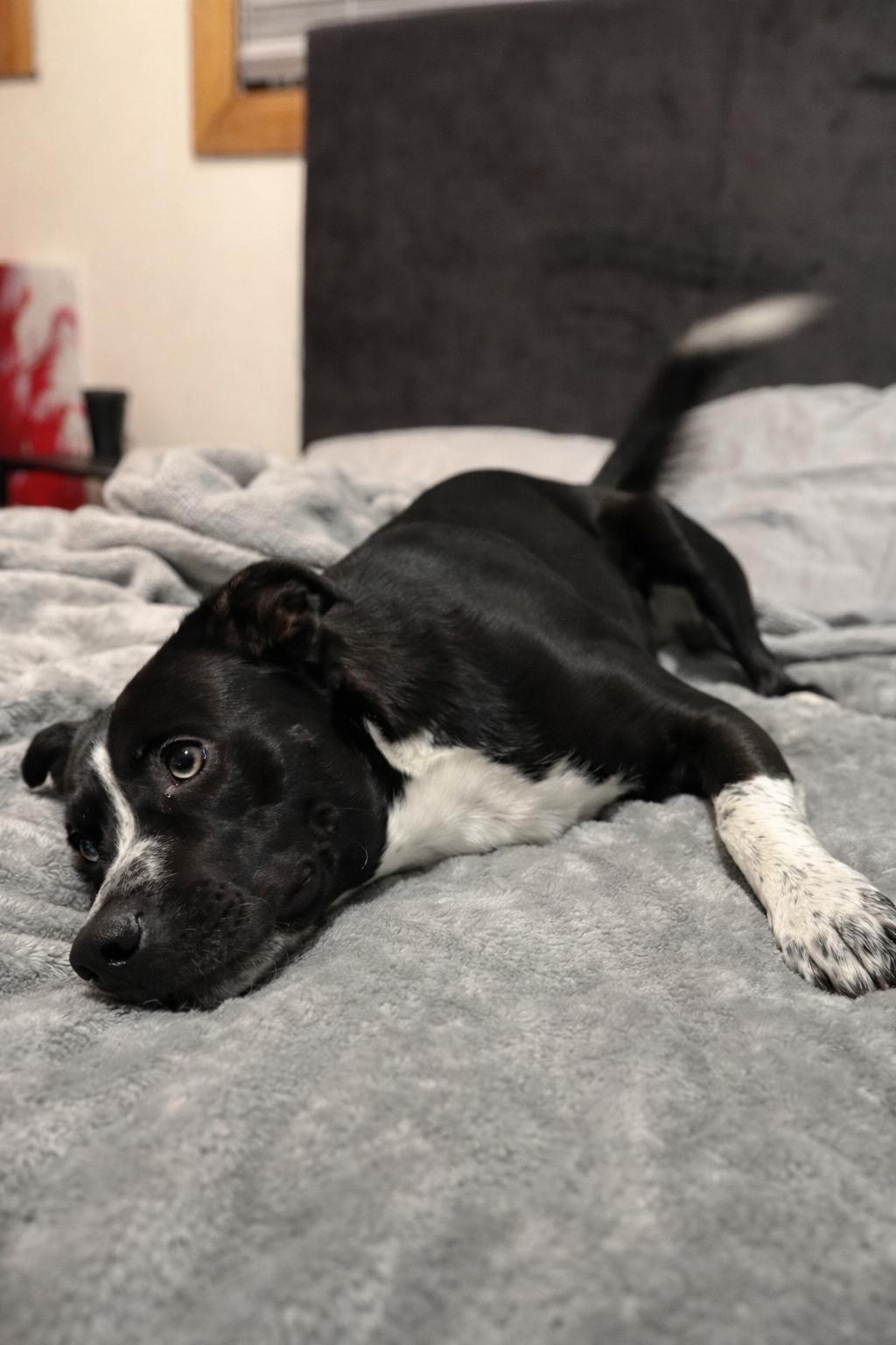 Enlarge Boone , an adoptable mixed breed in Holmen, WI image 2/5