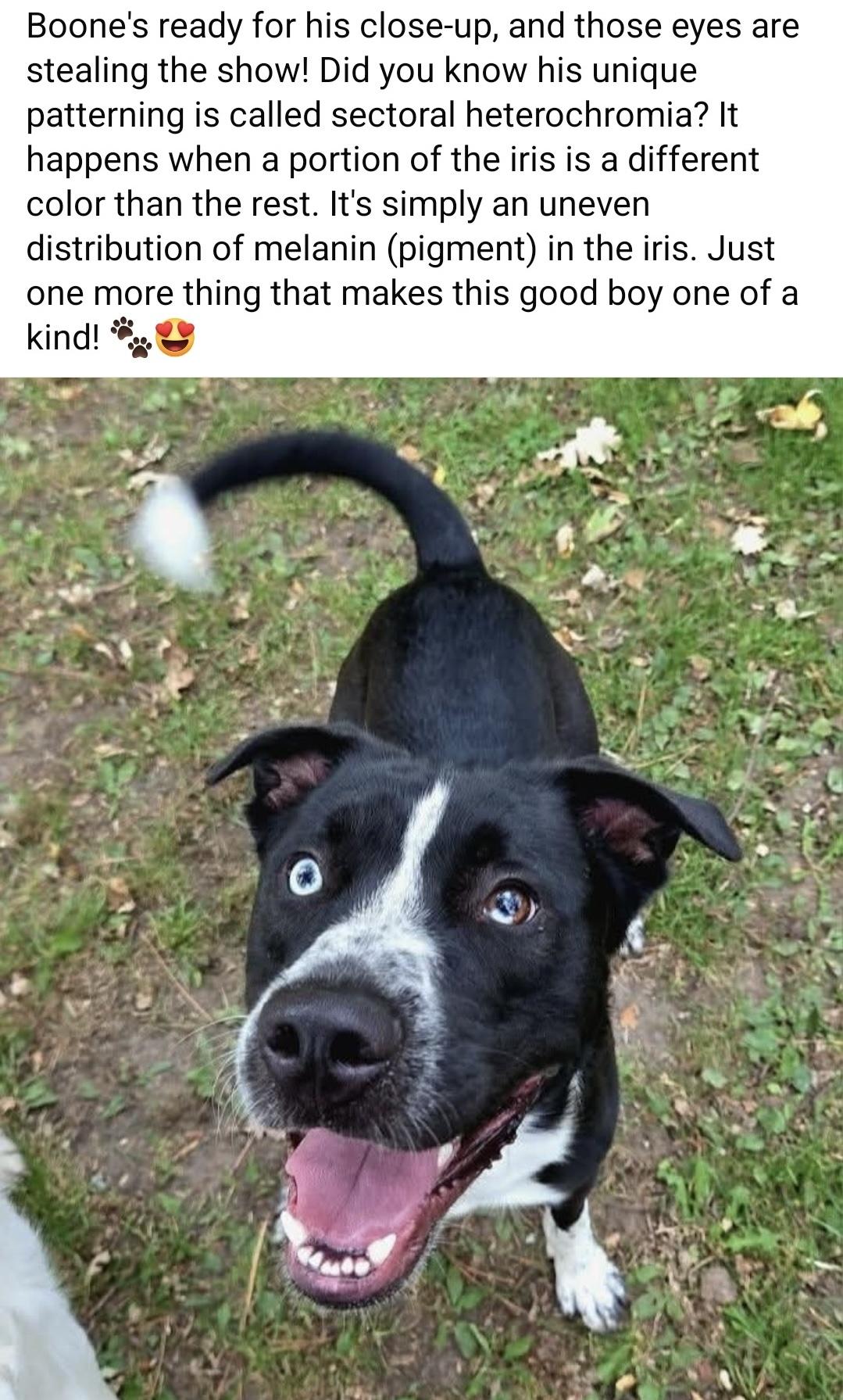 Enlarge Boone , an adoptable mixed breed in Holmen, WI image 3/5