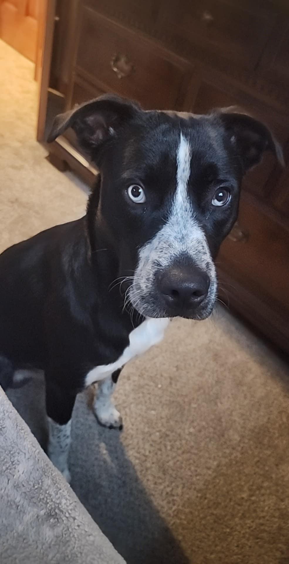 Enlarge Boone , an adoptable mixed breed in Holmen, WI image 4/5