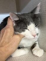 Enlarge Dottie and Silver Surfer, an adopted Domestic Short Hair in Salem, NH image 1/4