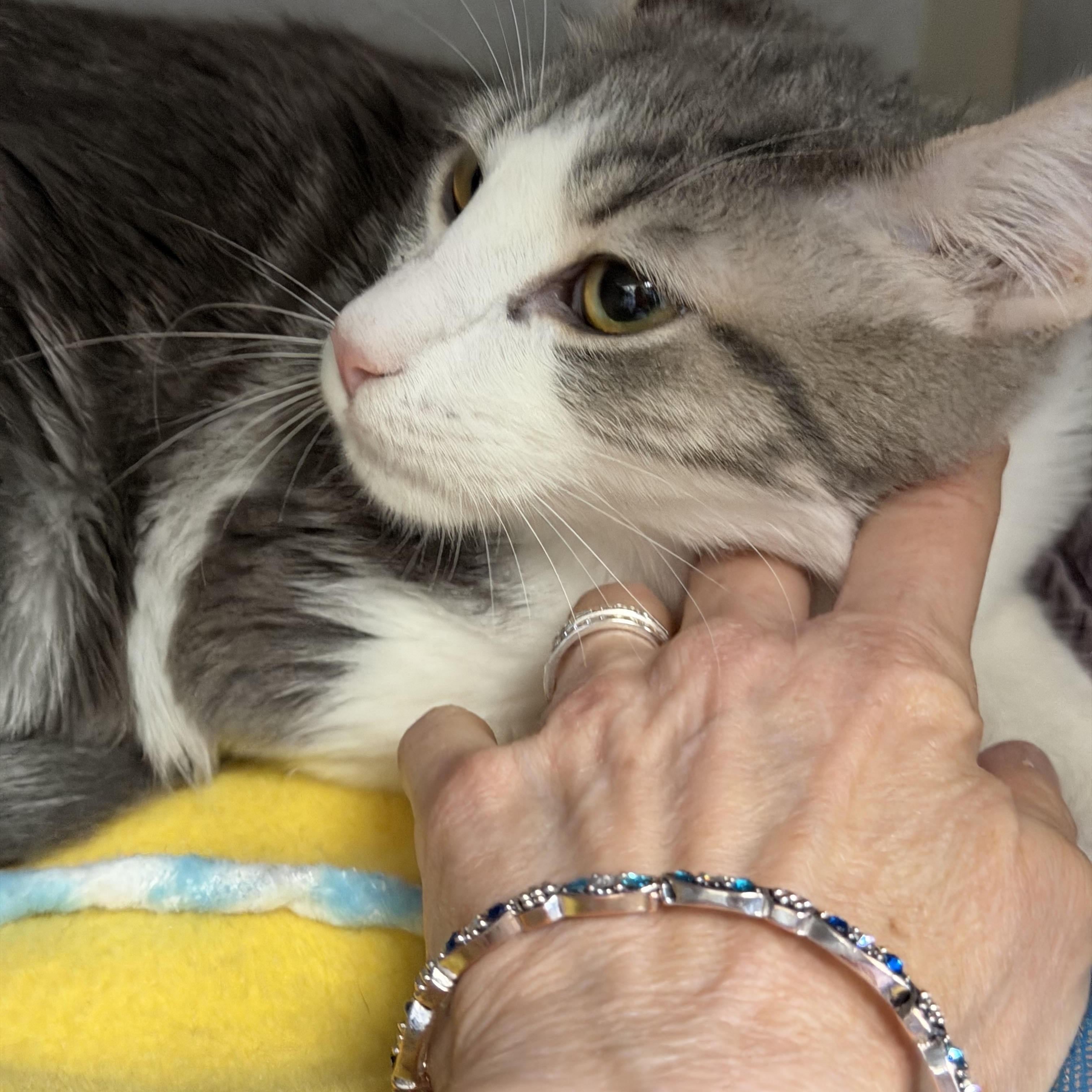 Enlarge Dottie and Silver Surfer, an adopted Domestic Short Hair in Salem, NH image 4/4