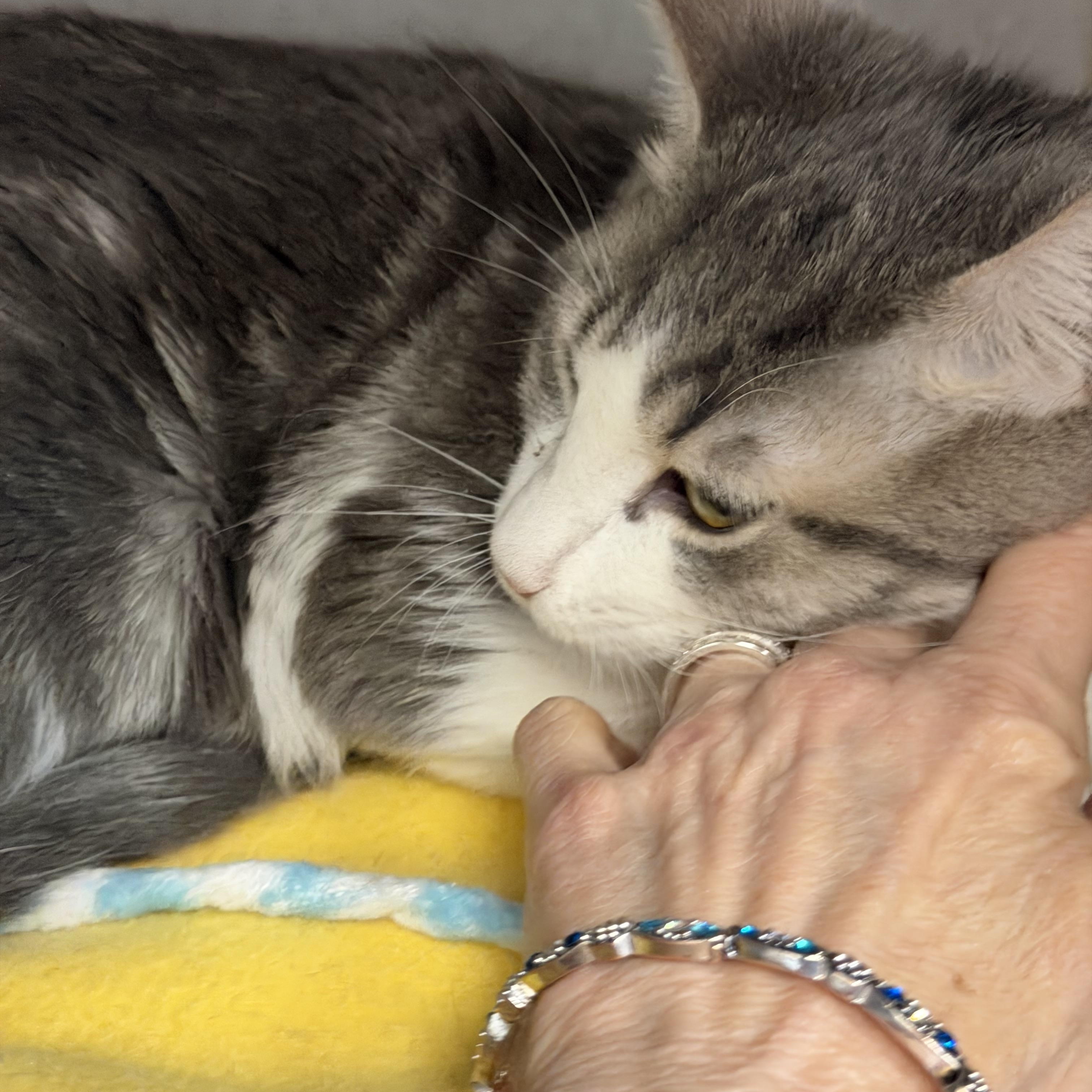 Enlarge Dottie and Silver Surfer, an adopted Domestic Short Hair in Salem, NH image 2/4