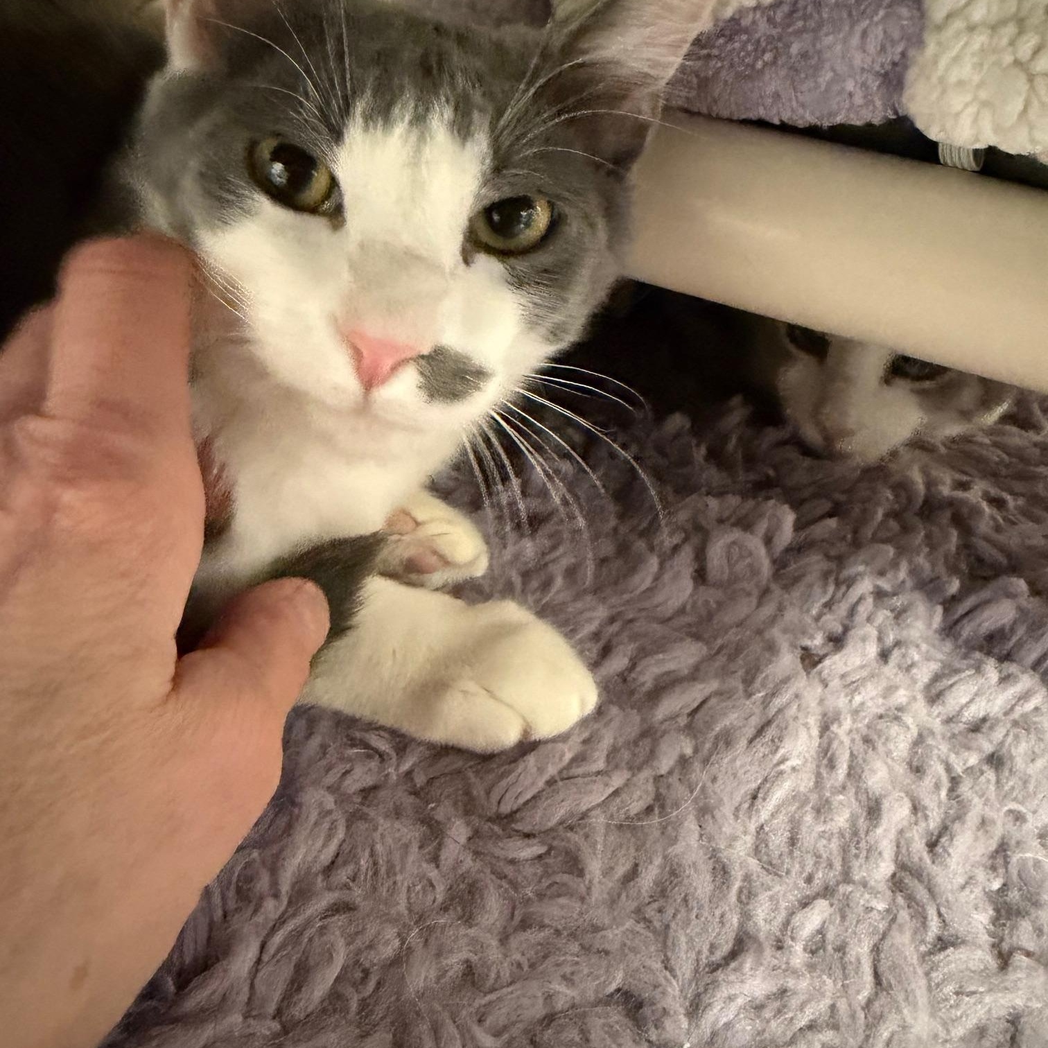 Enlarge Dottie and Silver Surfer, an adopted Domestic Short Hair in Salem, NH image 3/4