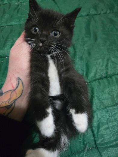 Ducky, adopted, Kitten Male Domestic Medium Hair.