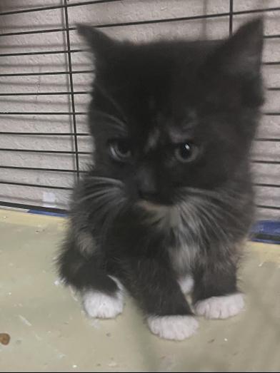 Ducky, an adopted Domestic Medium Hair in Renton, WA image 6/6