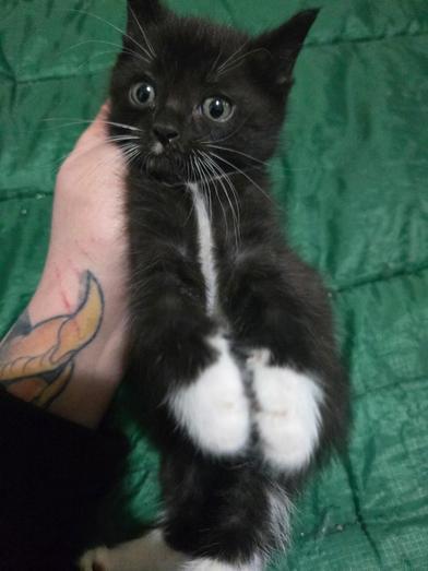 Ducky, an adopted Domestic Medium Hair in Renton, WA image 2/6