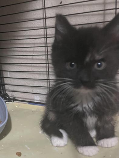 Ducky, an adopted Domestic Medium Hair in Renton, WA image 3/6