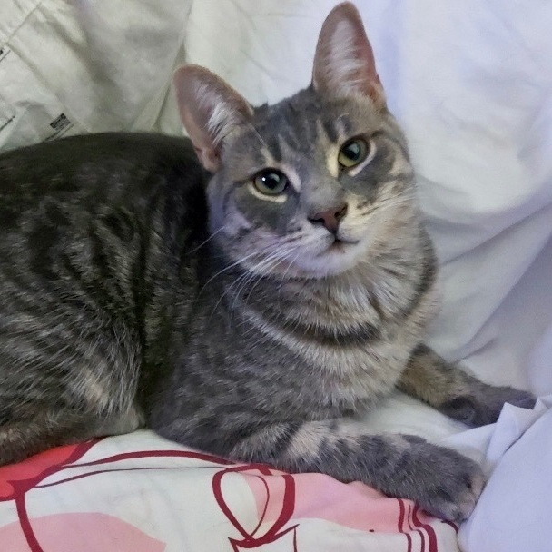 Cat for adoption - Jules *CH*, a Tabby & Domestic Short Hair