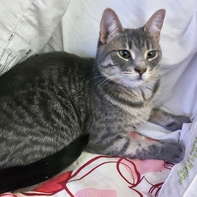 Jules *CH*, a Adoptable mixed breed in Pickering, ON image 3/6