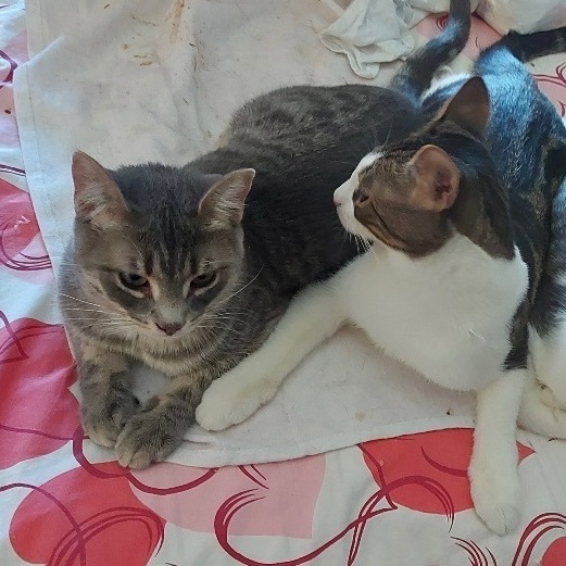 Jules *CH*, a Adoptable mixed breed in Pickering, ON image 4/6