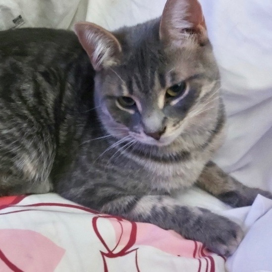 Jules *CH*, a Adoptable mixed breed in Pickering, ON image 5/6