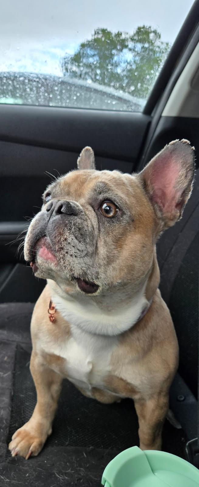 Becca, a Adopted French Bulldog in PALM BAY, FL image 1/2