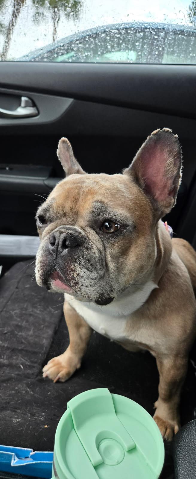 Becca, a Adopted French Bulldog in PALM BAY, FL image 2/2