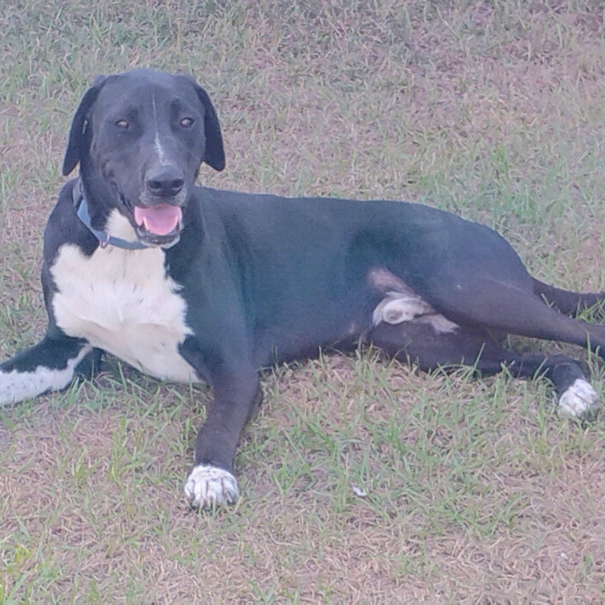 Enlarge Duke, a ADOPTABLE mixed breed in Lynn Haven, FL image 1/4