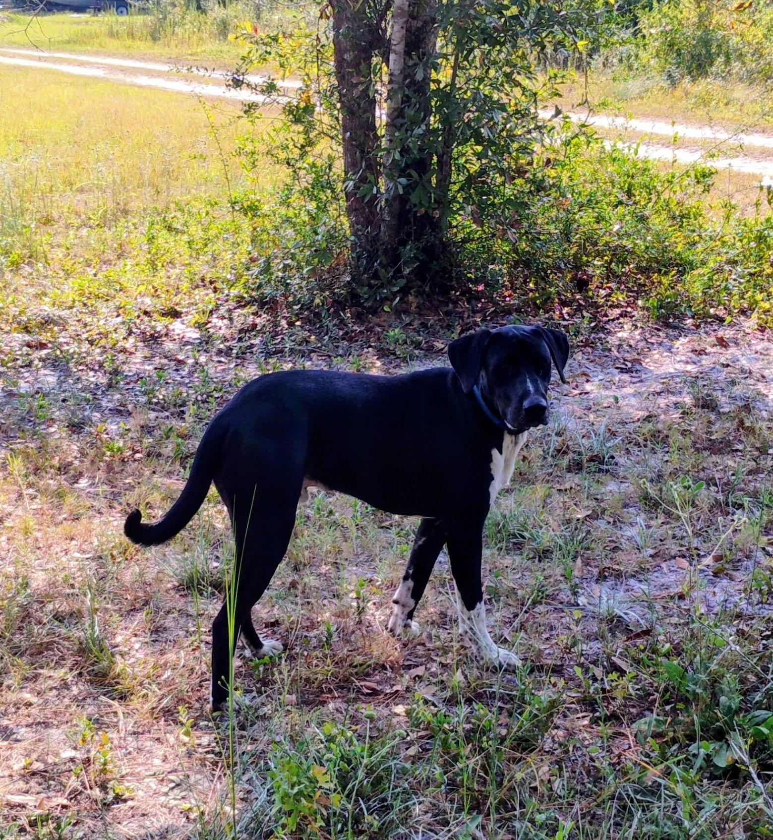 Enlarge Duke, a ADOPTABLE mixed breed in Lynn Haven, FL image 4/4