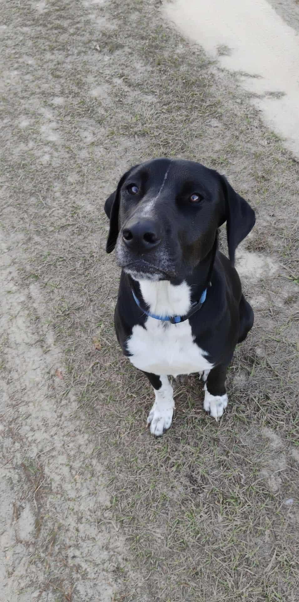 Enlarge Duke, a ADOPTABLE mixed breed in Lynn Haven, FL image 3/4