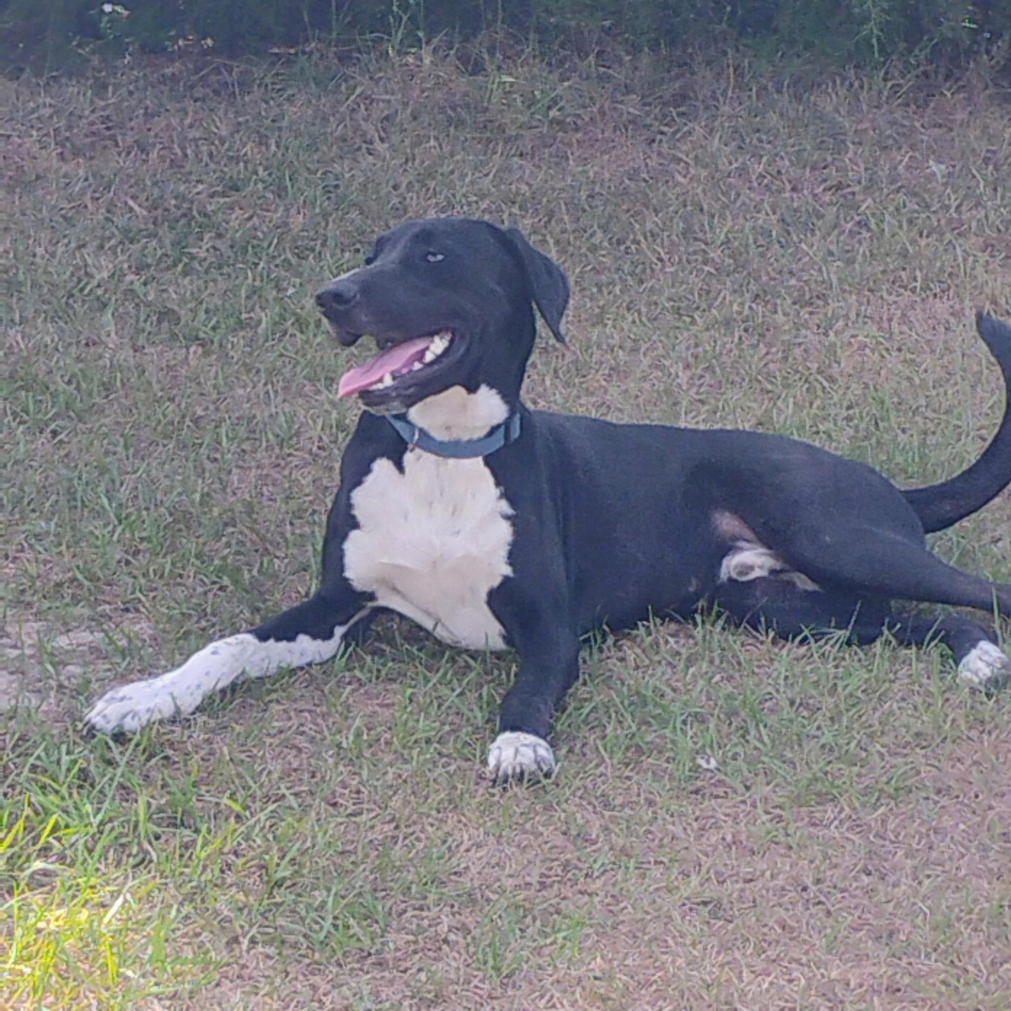 Enlarge Duke, a ADOPTABLE mixed breed in Lynn Haven, FL image 2/4