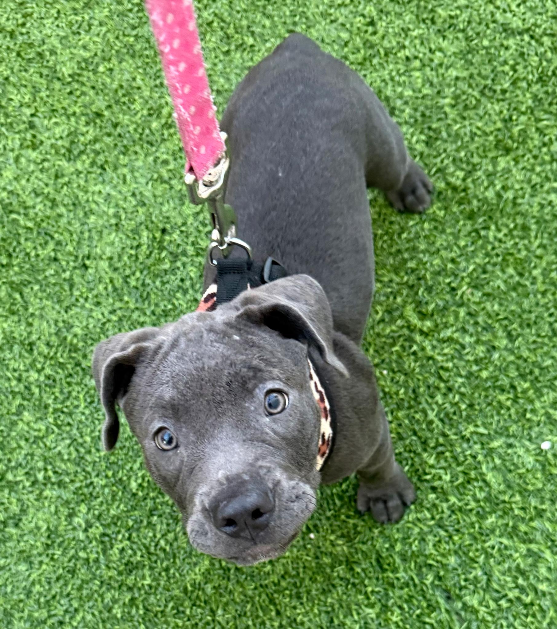 Enlarge Eclipse, a Adopted mixed breed in Lake Worth, FL image 2/4