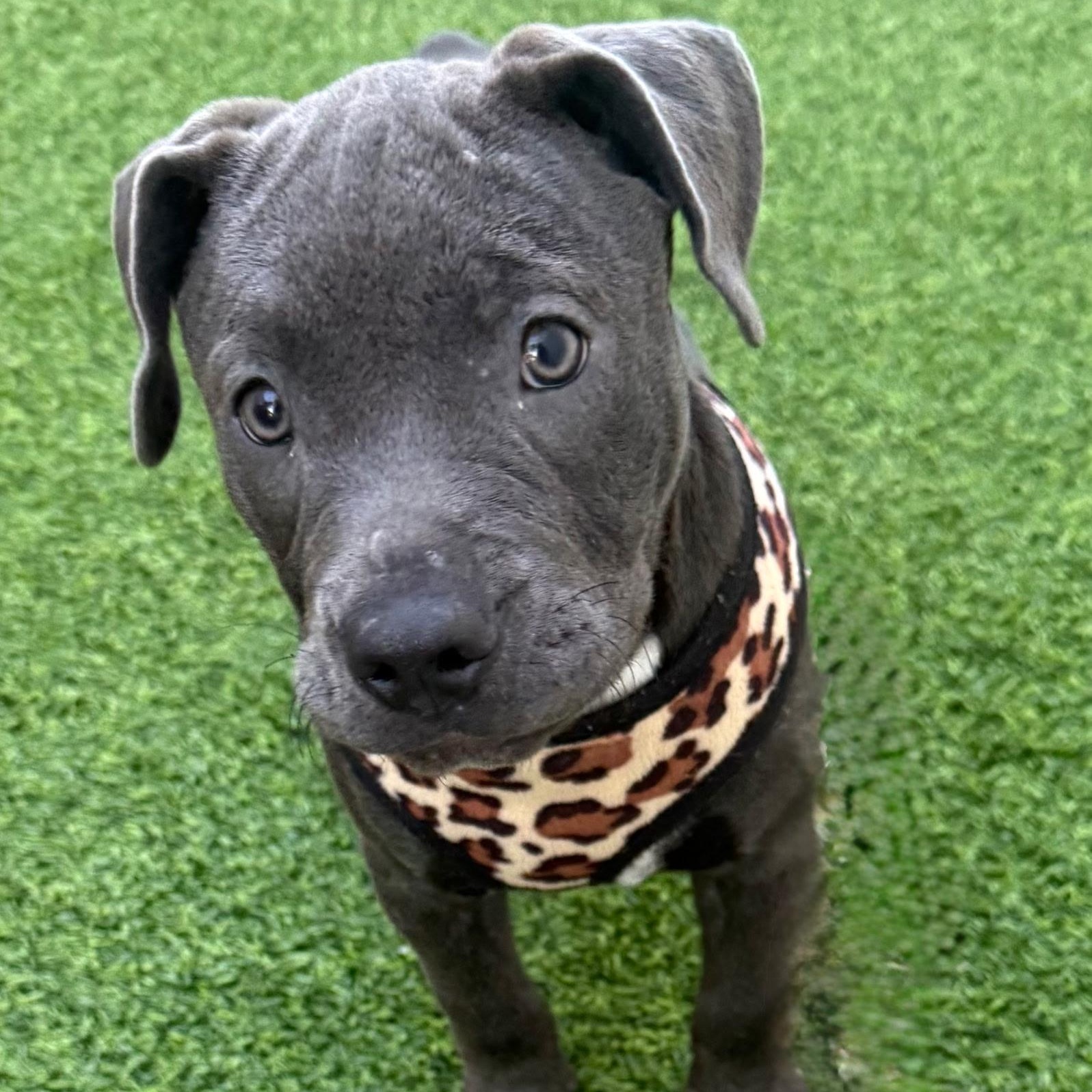 Enlarge Eclipse, a Adopted mixed breed in Lake Worth, FL image 1/4
