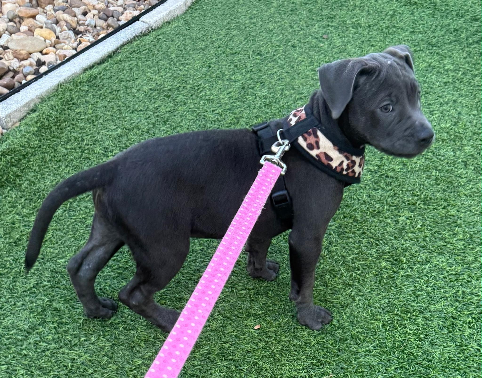 Enlarge Eclipse, a Adopted mixed breed in Lake Worth, FL image 3/4