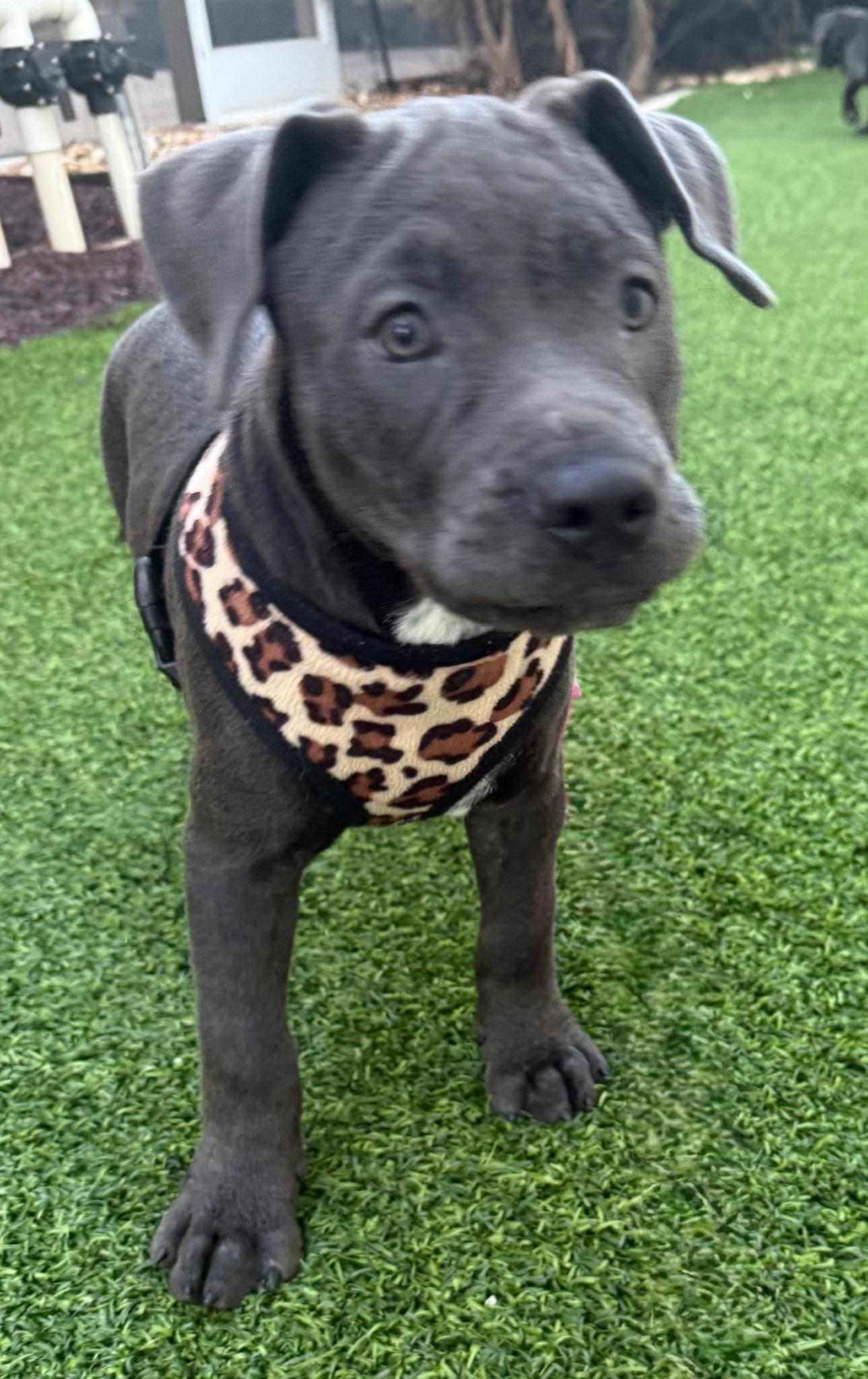 Enlarge Eclipse, a Adopted mixed breed in Lake Worth, FL image 4/4
