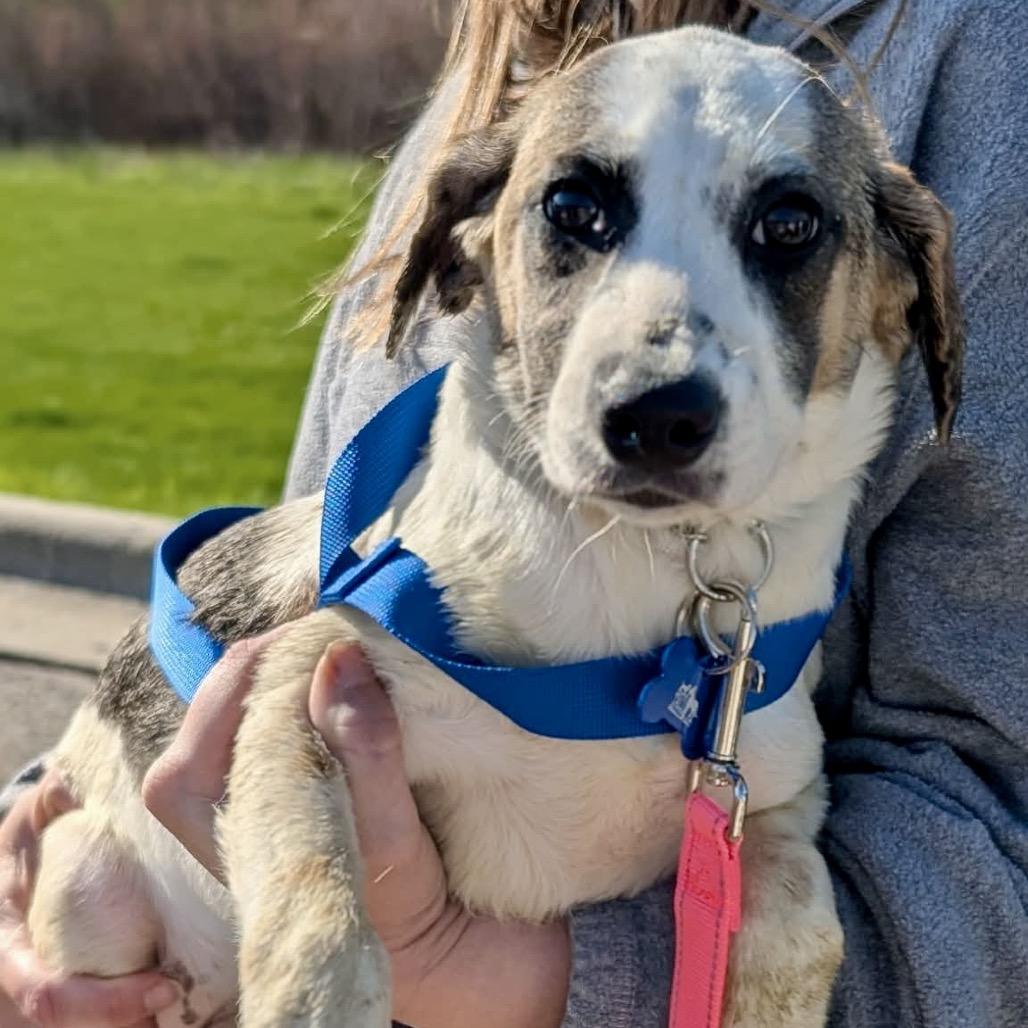 Enlarge Sierra, a Adoptable mixed breed in St. Charles, IL image 1/6