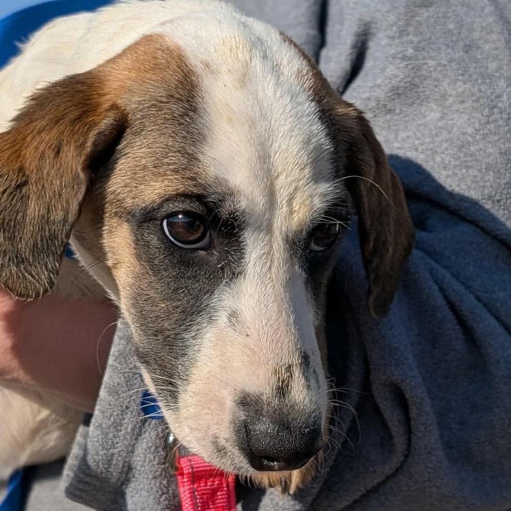 Enlarge Sierra, a Adoptable mixed breed in St. Charles, IL image 2/6