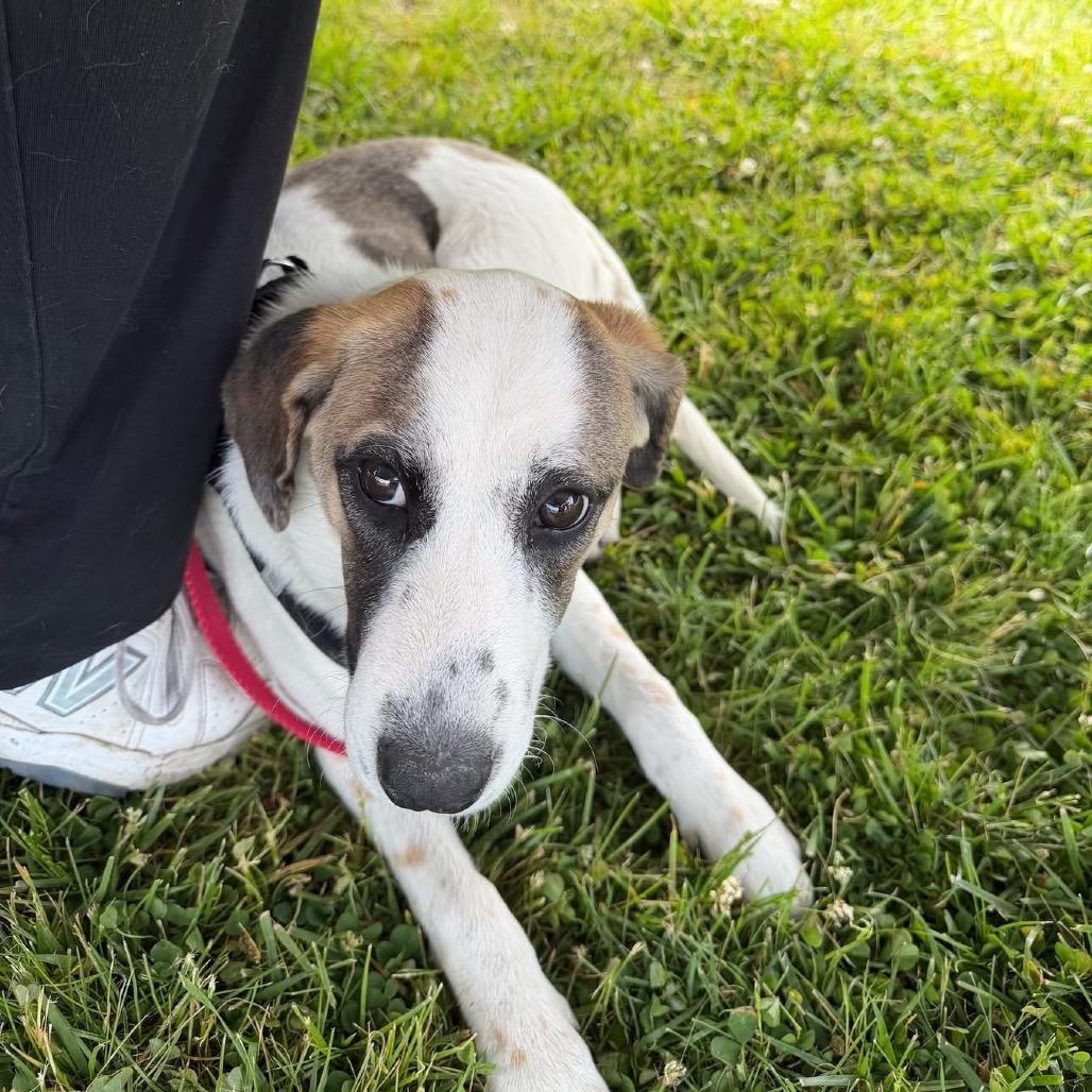 Enlarge Sierra, a Adoptable mixed breed in St. Charles, IL image 3/6