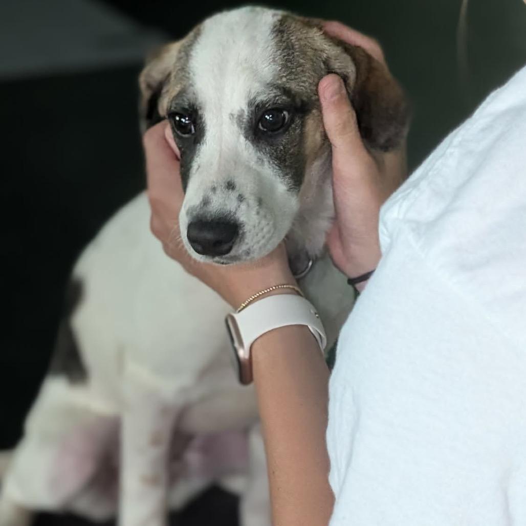 Enlarge Sierra, a Adoptable mixed breed in St. Charles, IL image 3/6