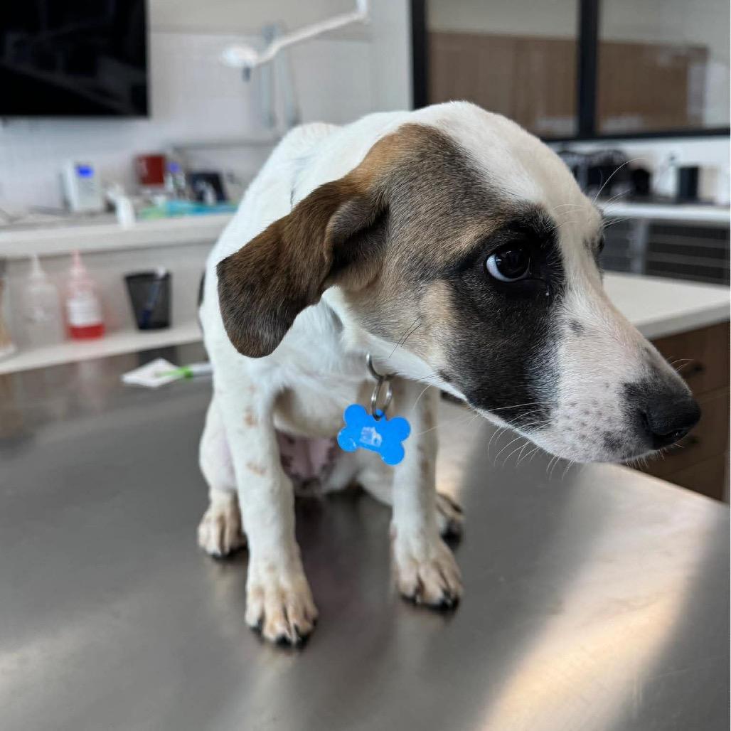 Enlarge Sierra, a Adoptable mixed breed in St. Charles, IL image 4/6
