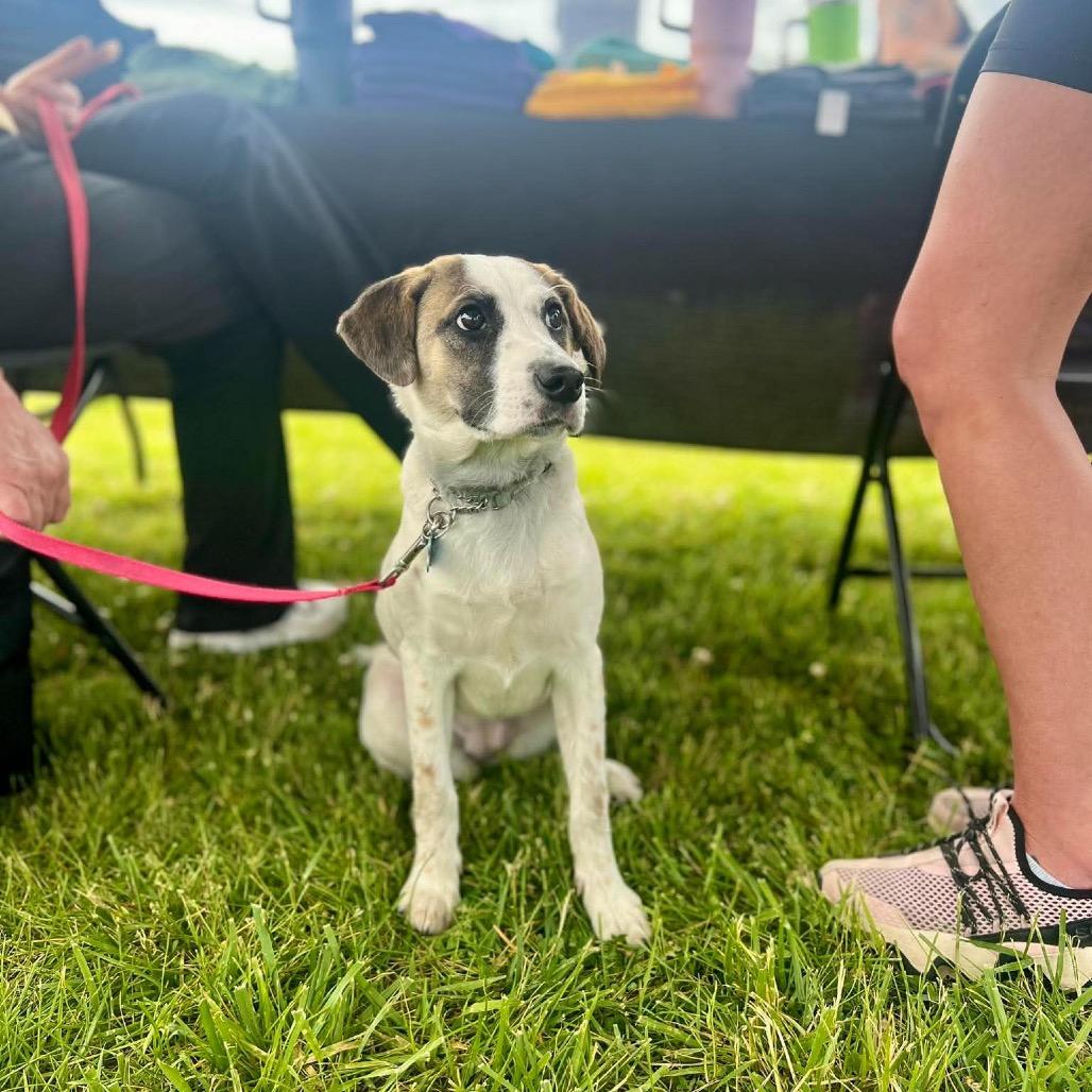 Enlarge Sierra, a Adoptable mixed breed in St. Charles, IL image 5/6