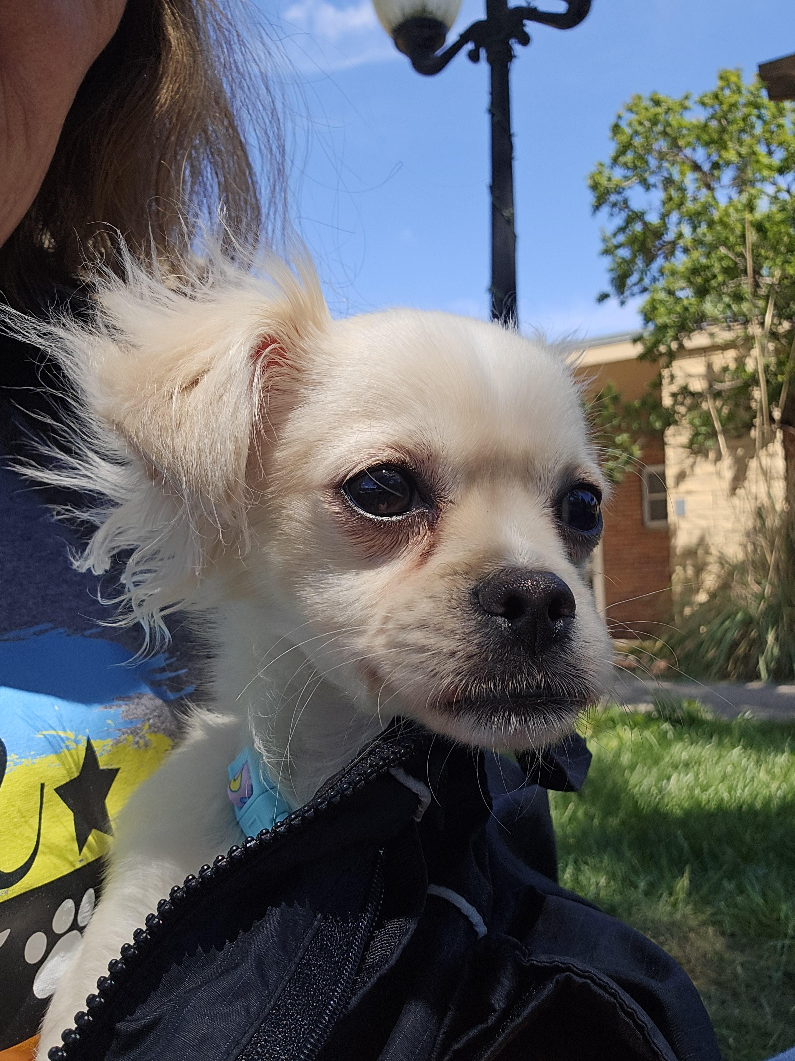 Enlarge Paloma, a ADOPTABLE Chihuahua in Sterling, KS image 2/2