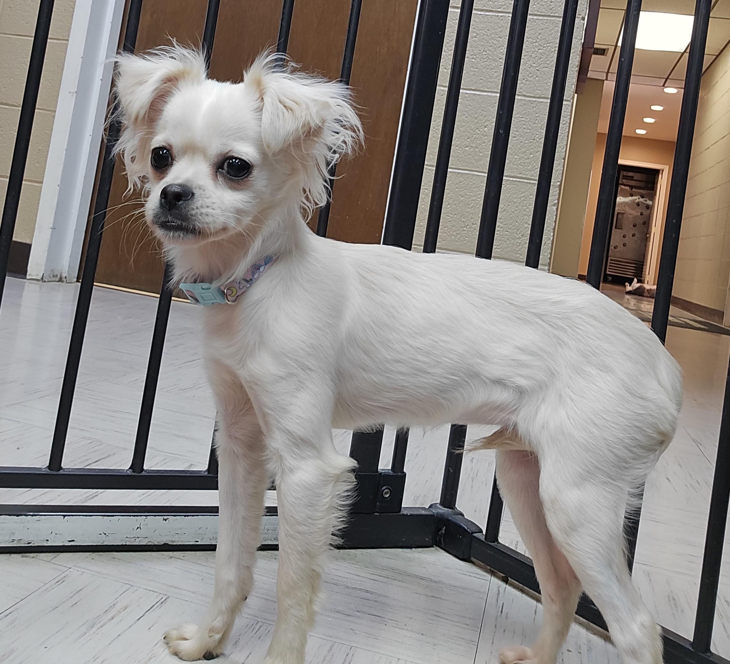 Paloma, ADOPTABLE, Young Female Chihuahua.
